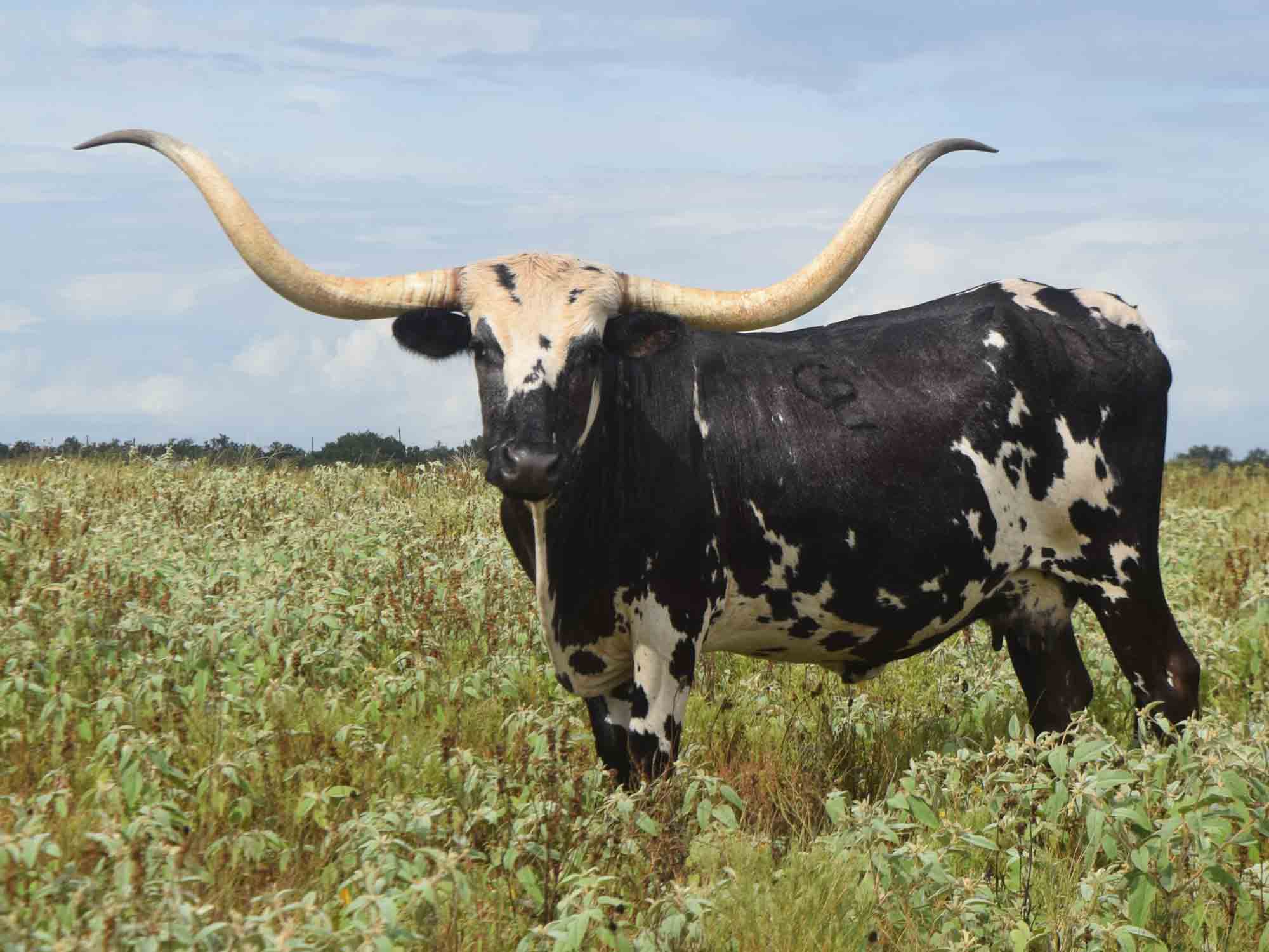 Texas Longhorns for sale at Rocking O Longhorns